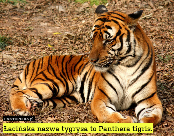 Łacińska nazwa tygrysa to Panthera tigris. 