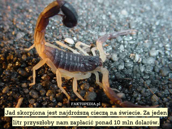Jad skorpiona jest najdroższą cieczą na świecie. Za jeden litr przyszłoby nam zapłacić ponad 10 mln dolarów. 