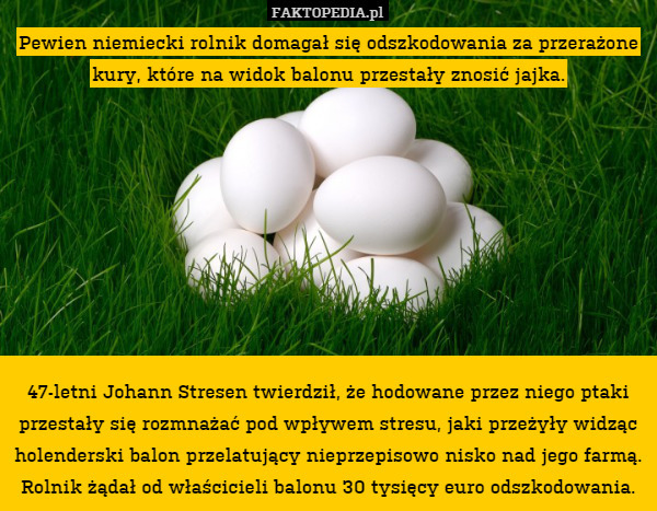 Pewien niemiecki rolnik domagał się odszkodowania za przerażone kury, które na widok balonu przestały znosić jajka.









47-letni Johann Stresen twierdził, że hodowane przez niego ptaki przestały się rozmnażać pod wpływem stresu, jaki przeżyły widząc holenderski balon przelatujący nieprzepisowo nisko nad jego farmą. Rolnik żądał od właścicieli balonu 30 tysięcy euro odszkodowania. 