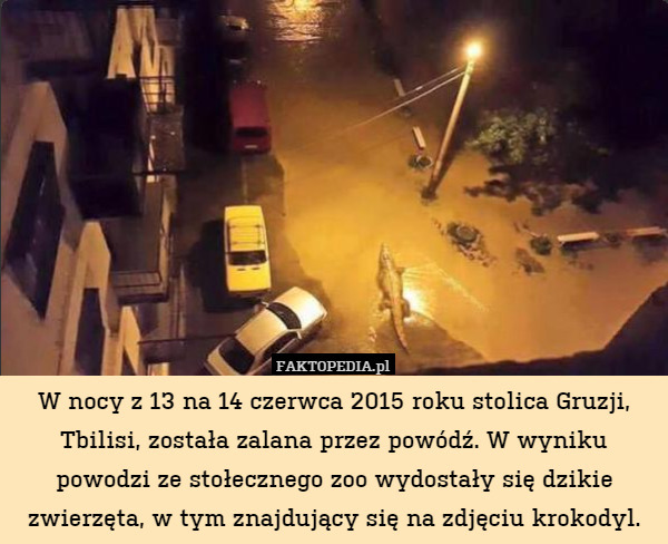 W nocy z 13 na 14 czerwca 2015 roku stolica Gruzji, Tbilisi, została zalana przez powódź. W wyniku powodzi ze stołecznego zoo wydostały się dzikie zwierzęta, w tym znajdujący się na zdjęciu krokodyl. 