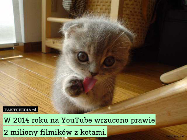 W 2014 roku na YouTube wrzucono prawie
2 miliony filmików z kotami. 