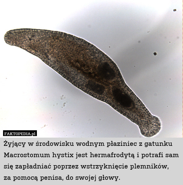 Żyjący w środowisku wodnym płaziniec z gatunku Macrostomum hystix jest hermafrodytą i potrafi sam się zapładniać poprzez wstrzyknięcie plemników,
za pomocą penisa, do swojej głowy. 