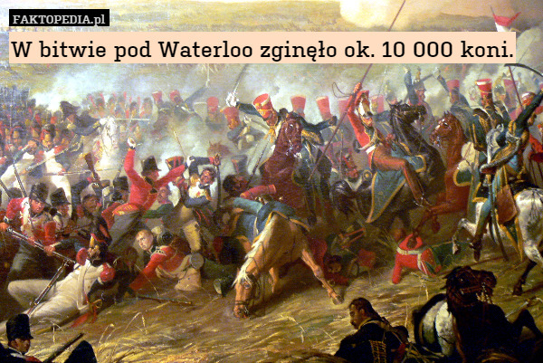 W bitwie pod Waterloo zginęło ok. 10 000 koni. 