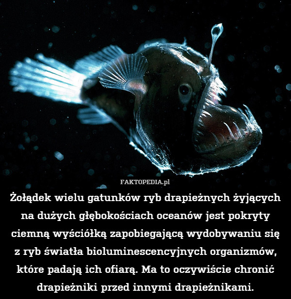 Żołądek wielu gatunków ryb drapieżnych żyjących na dużych głębokościach oceanów jest pokryty ciemną wyściółką zapobiegającą wydobywaniu się
z ryb światła bioluminescencyjnych organizmów, które padają ich ofiarą. Ma to oczywiście chronić drapieżniki przed innymi drapieżnikami. 