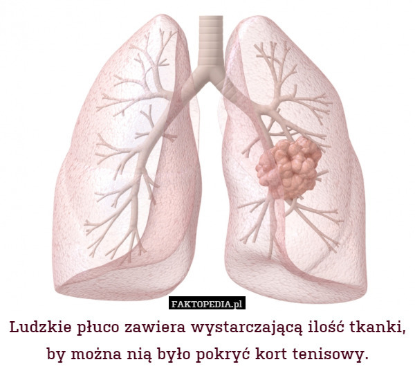 Ludzkie płuco zawiera wystarczającą ilość tkanki, by można nią było pokryć kort tenisowy. 