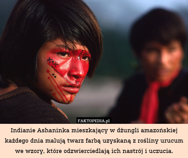 Indianie Ashaninka mieszkający w dżungli amazońskiej każdego dnia malują twarz farbą uzyskaną z rośliny urucum we wzory, które odzwierciedlają ich nastrój i uczucia. 