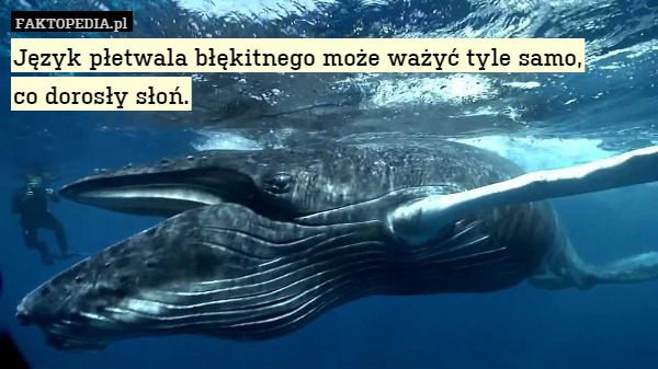 Język płetwala błękitnego może ważyć tyle samo,
co dorosły słoń. 