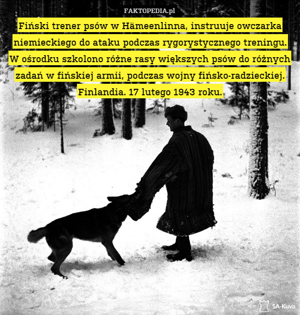 Fiński trener psów w Hämeenlinna, instruuje owczarka niemieckiego do ataku podczas rygorystycznego treningu.
W ośrodku szkolono różne rasy większych psów do różnych zadań w fińskiej armii, podczas wojny fińsko-radzieckiej.
Finlandia. 17 lutego 1943 roku. 