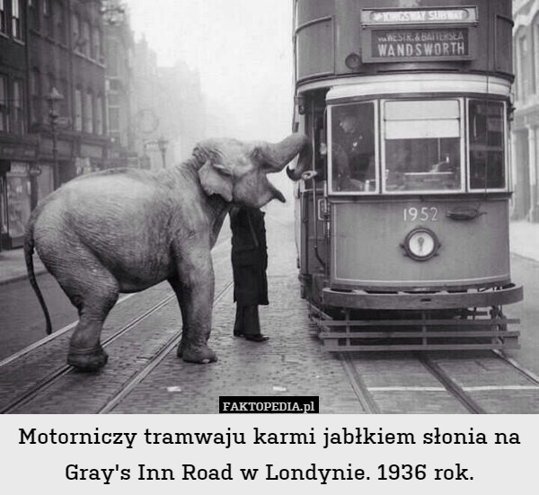 Motorniczy tramwaju karmi jabłkiem słonia na Gray's Inn Road w Londynie. 1936 rok. 