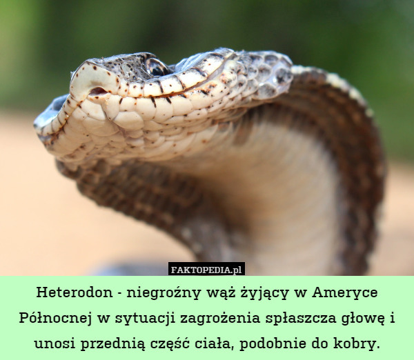 Heterodon - niegroźny wąż żyjący w Ameryce Północnej w sytuacji zagrożenia spłaszcza głowę i unosi przednią część ciała, podobnie do kobry. 