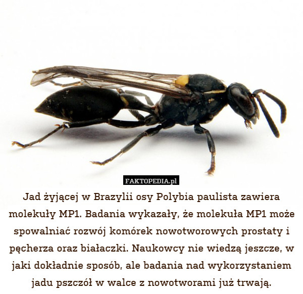Jad żyjącej w Brazylii osy Polybia paulista zawiera molekuły MP1. Badania wykazały, że molekuła MP1 może spowalniać rozwój komórek nowotworowych prostaty i pęcherza oraz białaczki. Naukowcy nie wiedzą jeszcze, w jaki dokładnie sposób, ale badania nad wykorzystaniem jadu pszczół w walce z nowotworami już trwają. 