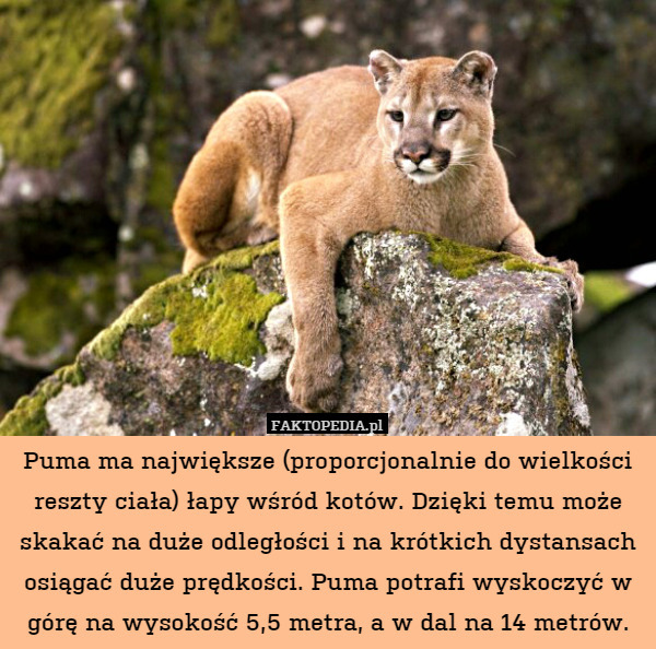 Puma ma największe (proporcjonalnie do wielkości reszty ciała) łapy wśród kotów. Dzięki temu może skakać na duże odległości i na krótkich dystansach osiągać duże prędkości. Puma potrafi wyskoczyć w górę na wysokość 5,5 metra, a w dal na 14 metrów. 