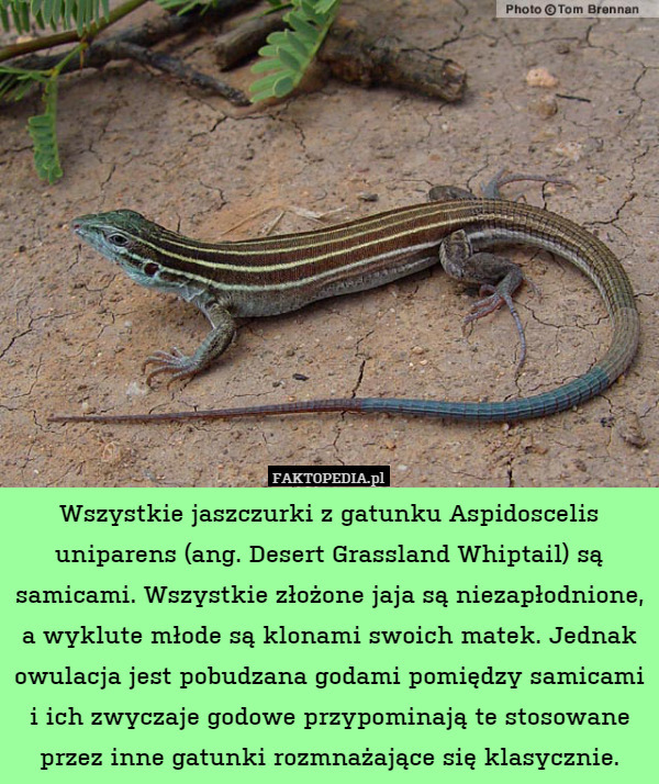 Wszystkie jaszczurki z gatunku Aspidoscelis uniparens (ang. Desert Grassland Whiptail) są samicami. Wszystkie złożone jaja są niezapłodnione, a wyklute młode są klonami swoich matek. Jednak owulacja jest pobudzana godami pomiędzy samicami i ich zwyczaje godowe przypominają te stosowane przez inne gatunki rozmnażające się klasycznie. 
