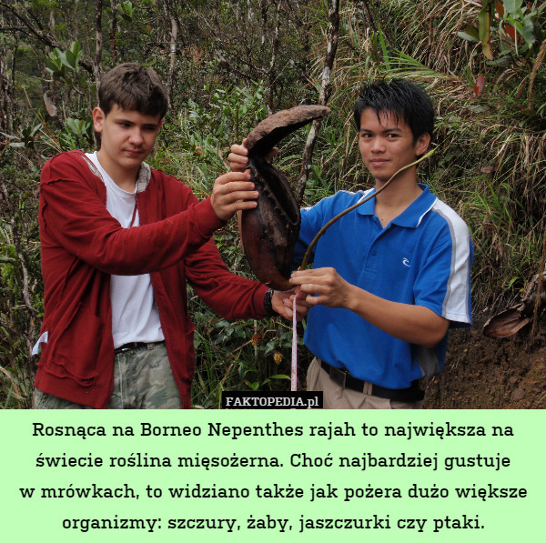 Rosnąca na Borneo Nepenthes rajah to największa na świecie roślina mięsożerna. Choć najbardziej gustuje
w mrówkach, to widziano także jak pożera dużo większe organizmy: szczury, żaby, jaszczurki czy ptaki. 