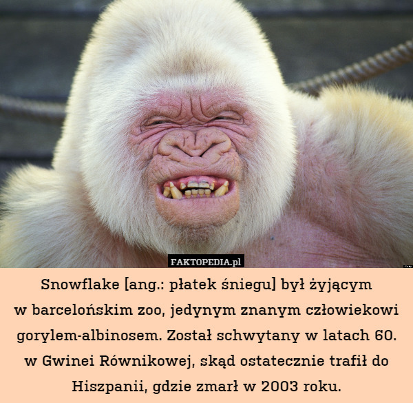 Snowflake [ang.: płatek śniegu] był żyjącym
w barcelońskim zoo, jedynym znanym człowiekowi gorylem-albinosem. Został schwytany w latach 60.
w Gwinei Równikowej, skąd ostatecznie trafił do Hiszpanii, gdzie zmarł w 2003 roku. 