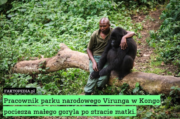 Pracownik parku narodowego Virunga w Kongo pociesza małego goryla po stracie matki. 