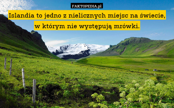 Islandia to jedno z nielicznych miejsc na świecie,
w którym nie występują mrówki. 