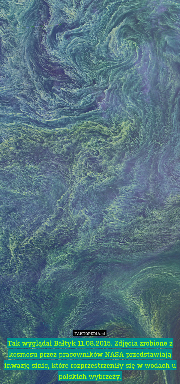 Tak wyglądał Bałtyk 11.08.2015. Zdjęcia zrobione z kosmosu przez pracowników NASA przedstawiają inwazję sinic, które rozprzestrzeniły się w wodach u polskich wybrzeży. 