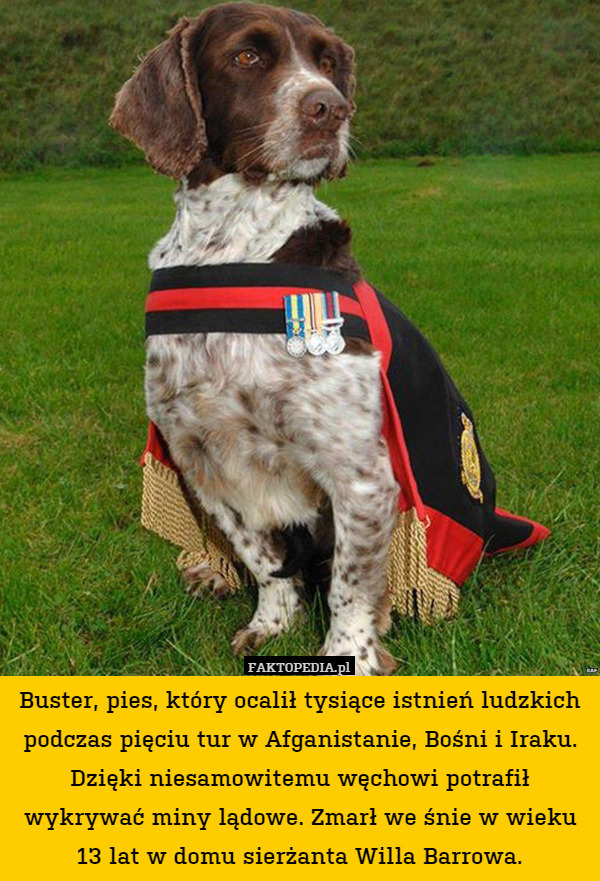 Buster, pies, który ocalił tysiące istnień ludzkich podczas pięciu tur w Afganistanie, Bośni i Iraku. Dzięki niesamowitemu węchowi potrafił wykrywać miny lądowe. Zmarł we śnie w wieku 13 lat w domu sierżanta Willa Barrowa. 