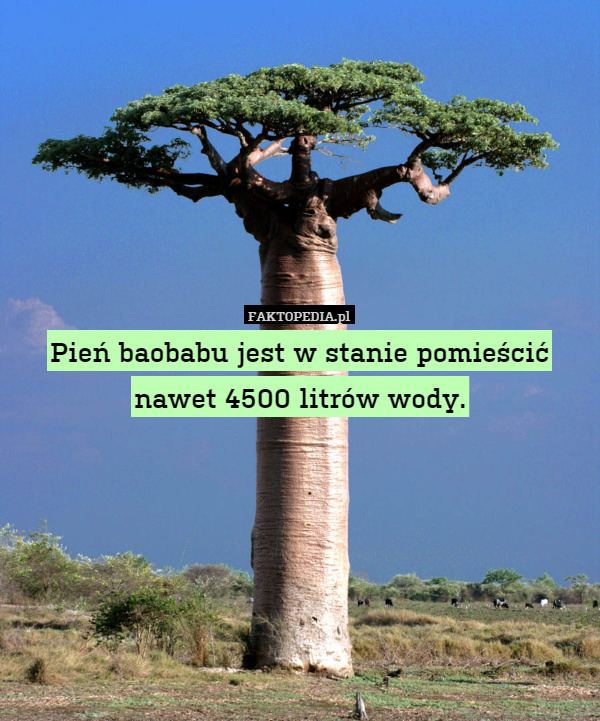 Pień baobabu jest w stanie pomieścić nawet 4500 litrów wody. 
