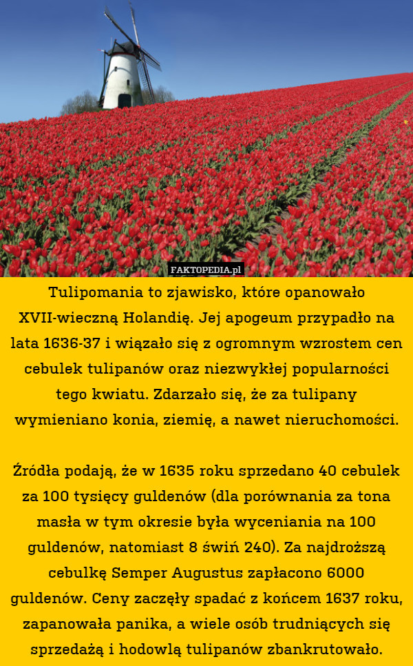 Tulipomania to zjawisko, które opanowało XVII-wieczną Holandię. Jej apogeum przypadło na lata 1636-37 i wiązało się z ogromnym wzrostem cen cebulek tulipanów oraz niezwykłej popularności tego kwiatu. Zdarzało się, że za tulipany wymieniano konia, ziemię, a nawet nieruchomości.

Źródła podają, że w 1635 roku sprzedano 40 cebulek za 100 tysięcy guldenów (dla porównania za tona masła w tym okresie była wyceniania na 100 guldenów, natomiast 8 świń 240). Za najdroższą cebulkę Semper Augustus zapłacono 6000 guldenów. Ceny zaczęły spadać z końcem 1637 roku, zapanowała panika, a wiele osób trudniących się sprzedażą i hodowlą tulipanów zbankrutowało. 