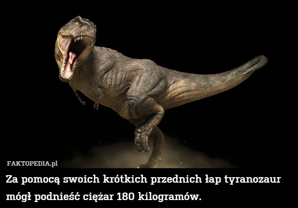 Za pomocą swoich krótkich przednich łap tyranozaur mógł podnieść ciężar 180 kilogramów. 
