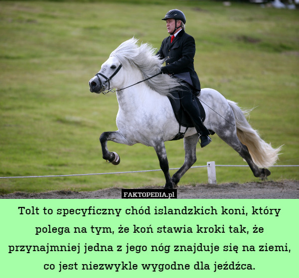 Tolt to specyficzny chód islandzkich koni, który polega na tym, że koń stawia kroki tak, że przynajmniej jedna z jego nóg znajduje się na ziemi, co jest niezwykle wygodne dla jeźdźca. 