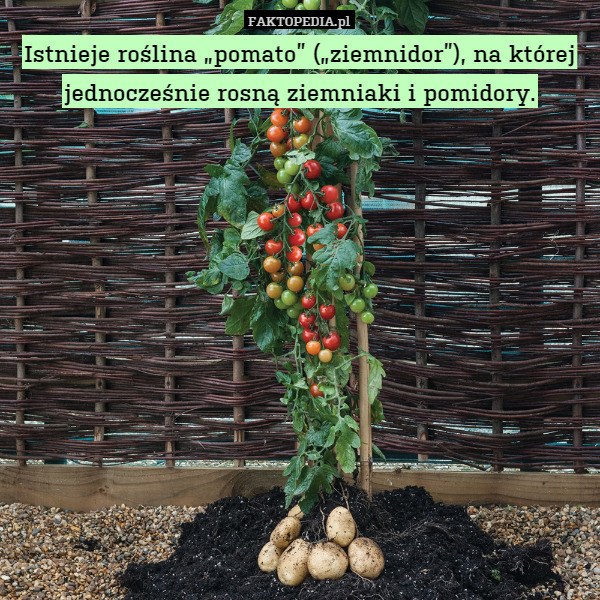 Istnieje roślina „pomato” („ziemnidor”), na której jednocześnie rosną ziemniaki i pomidory. 