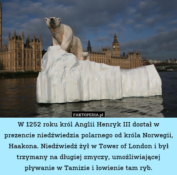 W 1252 roku król Anglii Henryk III dostał w prezencie niedźwiedzia polarnego od króla Norwegii, Haakona. Niedźwiedź żył w Tower of London i był trzymany na długiej smyczy, umożliwiającej pływanie w Tamizie i łowienie tam ryb. 