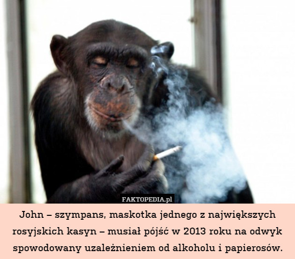 John – szympans, maskotka jednego z największych rosyjskich kasyn – musiał pójść w 2013 roku na odwyk spowodowany uzależnieniem od alkoholu i papierosów. 