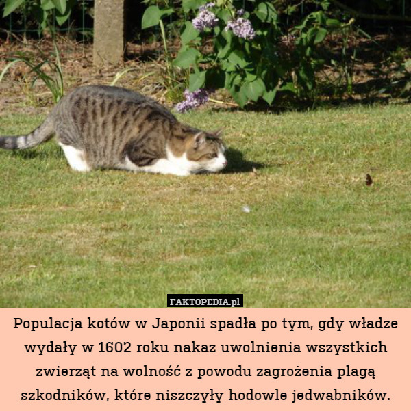 Populacja kotów w Japonii spadła po tym, gdy władze wydały w 1602 roku nakaz uwolnienia wszystkich zwierząt na wolność z powodu zagrożenia plagą szkodników, które niszczyły hodowle jedwabników. 
