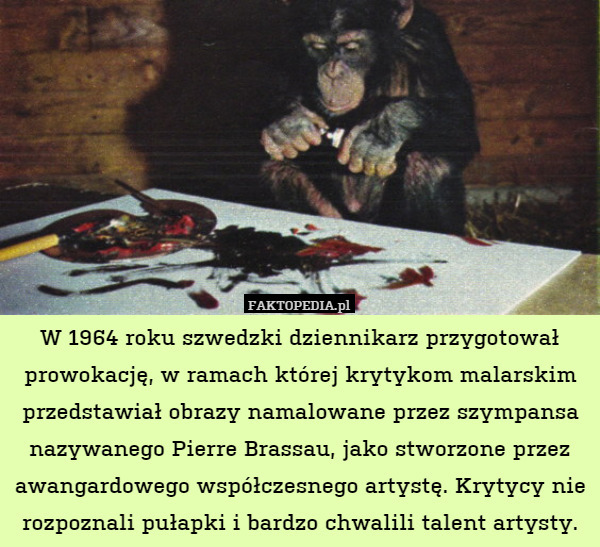 W 1964 roku szwedzki dziennikarz przygotował prowokację, w ramach której krytykom malarskim przedstawiał obrazy namalowane przez szympansa nazywanego Pierre Brassau, jako stworzone przez awangardowego współczesnego artystę. Krytycy nie rozpoznali pułapki i bardzo chwalili talent artysty. 
