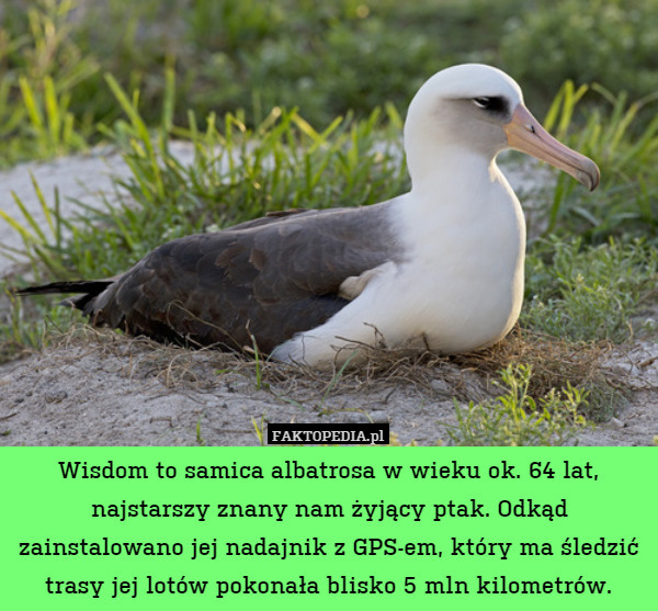 Wisdom to samica albatrosa w wieku ok. 64 lat, najstarszy znany nam żyjący ptak. Odkąd zainstalowano jej nadajnik z GPS-em, który ma śledzić trasy jej lotów pokonała blisko 5 mln kilometrów. 