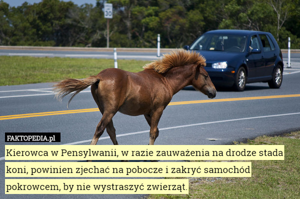 Kierowca w Pensylwanii, w razie zauważenia na drodze stada koni, powinien zjechać na pobocze i zakryć samochód pokrowcem, by nie wystraszyć zwierząt. 