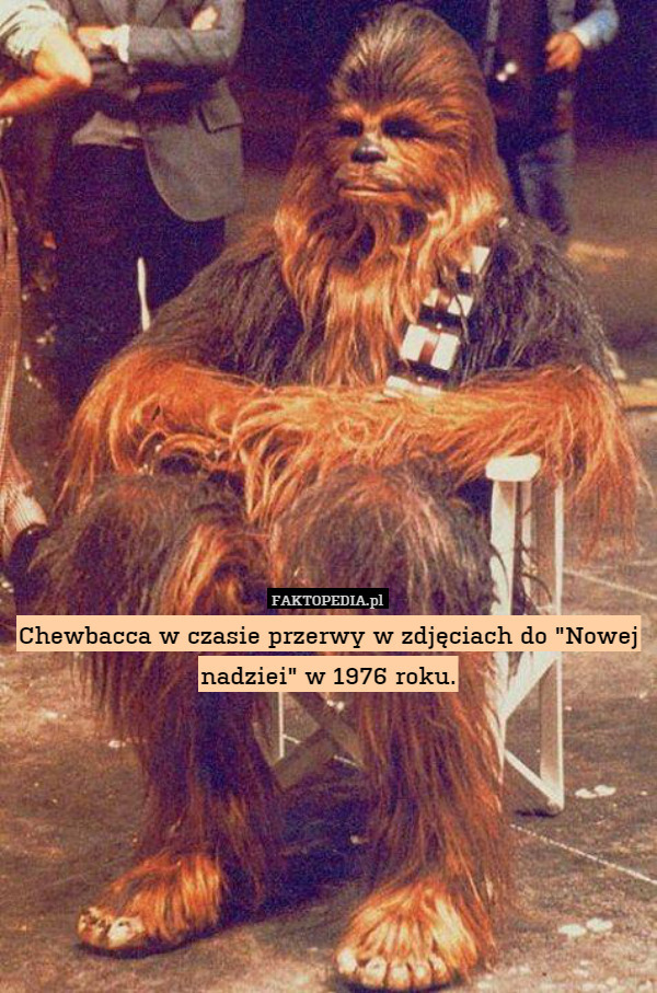 Chewbacca w czasie przerwy w zdjęciach do "Nowej nadziei" w 1976 roku. 