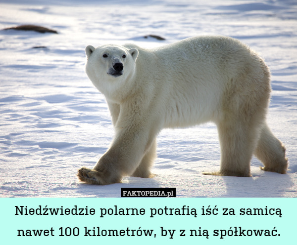 Niedźwiedzie polarne potrafią iść za samicą nawet 100 kilometrów, by z nią spółkować. 