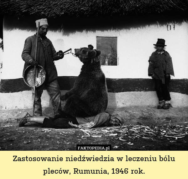 Zastosowanie niedźwiedzia w leczeniu bólu pleców, Rumunia, 1946 rok. 