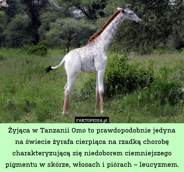 Żyjąca w Tanzanii Omo to prawdopodobnie jedyna na świecie żyrafa cierpiąca na rzadką chorobę charakteryzującą się niedoborem ciemniejszego pigmentu w skórze, włosach i piórach – leucyzmem. 