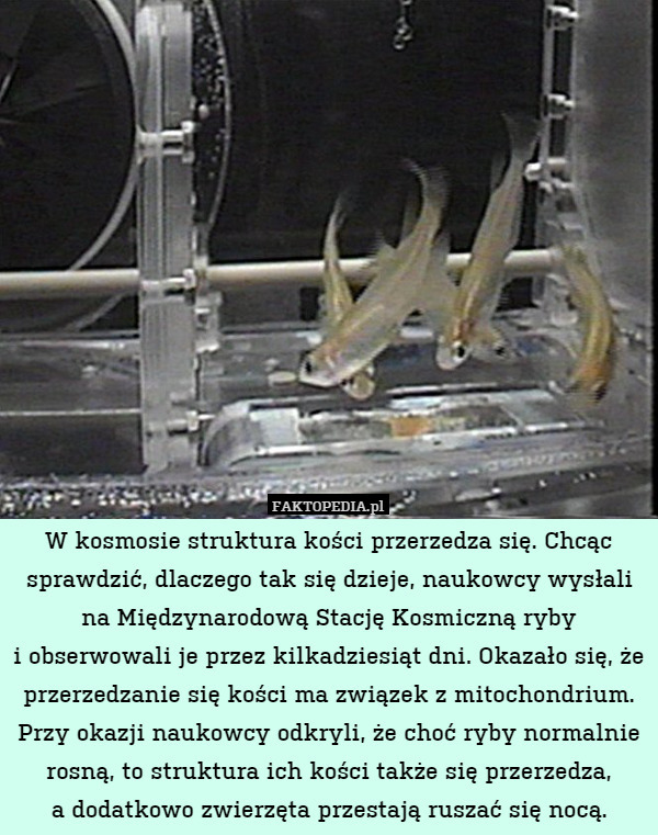 W kosmosie struktura kości przerzedza się. Chcąc sprawdzić, dlaczego tak się dzieje, naukowcy wysłali na Międzynarodową Stację Kosmiczną ryby
i obserwowali je przez kilkadziesiąt dni. Okazało się, że przerzedzanie się kości ma związek z mitochondrium. Przy okazji naukowcy odkryli, że choć ryby normalnie rosną, to struktura ich kości także się przerzedza,
a dodatkowo zwierzęta przestają ruszać się nocą. 