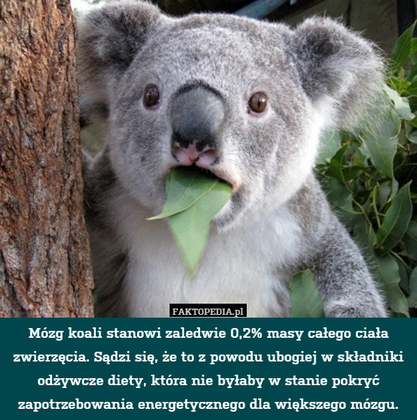 Mózg koali stanowi zaledwie 0,2% masy całego ciała zwierzęcia. Sądzi się, że to z powodu ubogiej w składniki odżywcze diety, która nie byłaby w stanie pokryć zapotrzebowania energetycznego dla większego mózgu. 