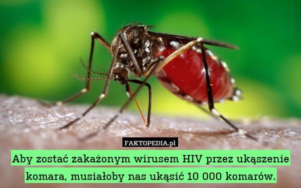 Aby zostać zakażonym wirusem HIV przez ukąszenie komara, musiałoby nas ukąsić 10 000 komarów. 
