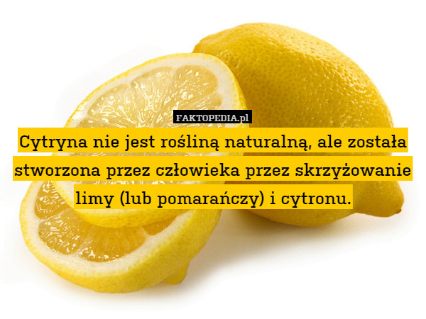 Cytryna nie jest rośliną naturalną, ale została stworzona przez człowieka przez skrzyżowanie limy (lub pomarańczy) i cytronu. 
