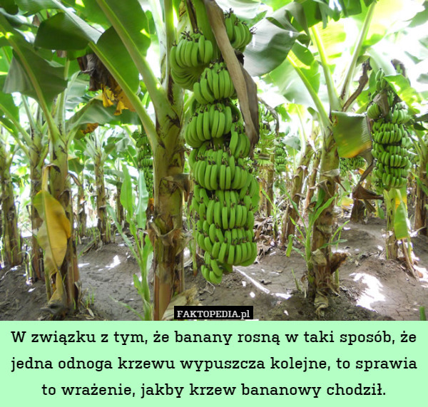 W związku z tym, że banany rosną w taki sposób, że jedna odnoga krzewu wypuszcza kolejne, to sprawia to wrażenie, jakby krzew bananowy chodził. 