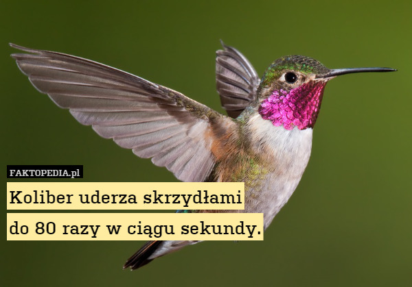 Koliber uderza skrzydłami
do 80 razy w ciągu sekundy. 