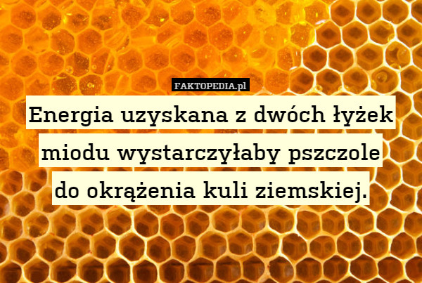 Energia uzyskana z dwóch łyżek miodu wystarczyłaby pszczole
do okrążenia kuli ziemskiej. 