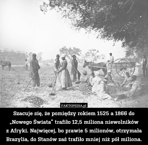 Szacuje się, że pomiędzy rokiem 1525 a 1866 do „Nowego Świata” trafiło 12,5 miliona niewolników
z Afryki. Najwięcej, bo prawie 5 milionów, otrzymała Brazylia, do Stanów zaś trafiło mniej niż pół miliona. 