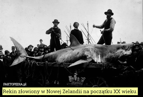 Rekin złowiony w Nowej Zelandii na początku XX wieku. 