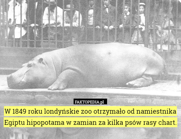 W 1849 roku londyńskie zoo otrzymało od namiestnika Egiptu hipopotama w zamian za kilka psów rasy chart. 