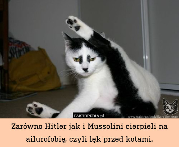 Zarówno Hitler jak i Mussolini cierpieli na ailurofobię, czyli lęk przed kotami. 