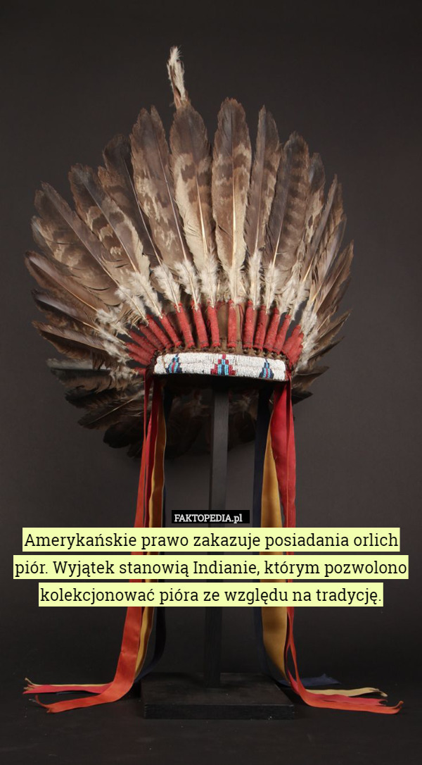 Amerykańskie prawo zakazuje posiadania orlich piór. Wyjątek stanowią Indianie, którym pozwolono kolekcjonować pióra ze względu na tradycję. 
